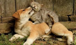 吃鸡宠物爆料大全最新,盘点热门宠物特性与养成攻略