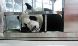 爆料大连熊猫视频,网友直呼“萌化人心”
