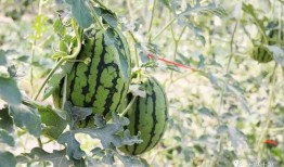 秦安网红吃瓜,揭秘网络红人的幕后故事