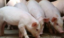 猪灌泥浆爆料视频大全图片,揭秘网络爆料的真相与争议