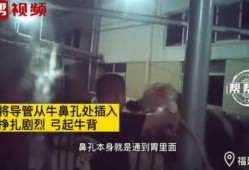 橙衣男子爆料视频播放下载,下载播放量惊人揭秘