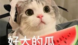 网红吃瓜搞笑段子,笑料百出，瓜田笑果连连