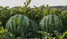 河南省网红吃瓜,揭秘幕后故事与热门话题