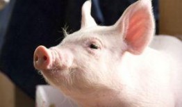 小胖猪事件爆料视频大全,揭秘网络爆料的真相与争议