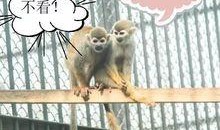 今日有爆料的动物,揭秘自然界中的未知奇观