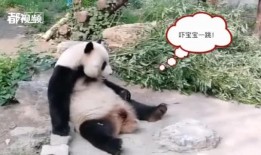 今日有爆料的动物,揭秘自然界中的未知奇观