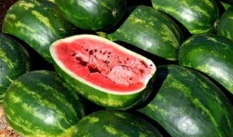 集体吃瓜素材视频下载免费