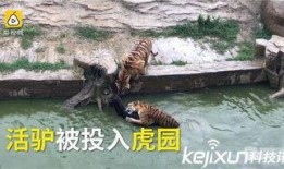 网红爆料动物园事件视频,真相令人震惊！