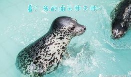 今日有爆料的动物,揭秘自然界中的未知奇观