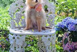 琴子爆料最新版下载,最新版下载来袭，揭秘功能升级与亮点