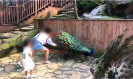 有网友爆料哄娃视频吗,哄娃神器！网友爆火哄娃视频走红网络