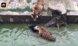 网红爆料动物园事件视频,真相令人震惊！